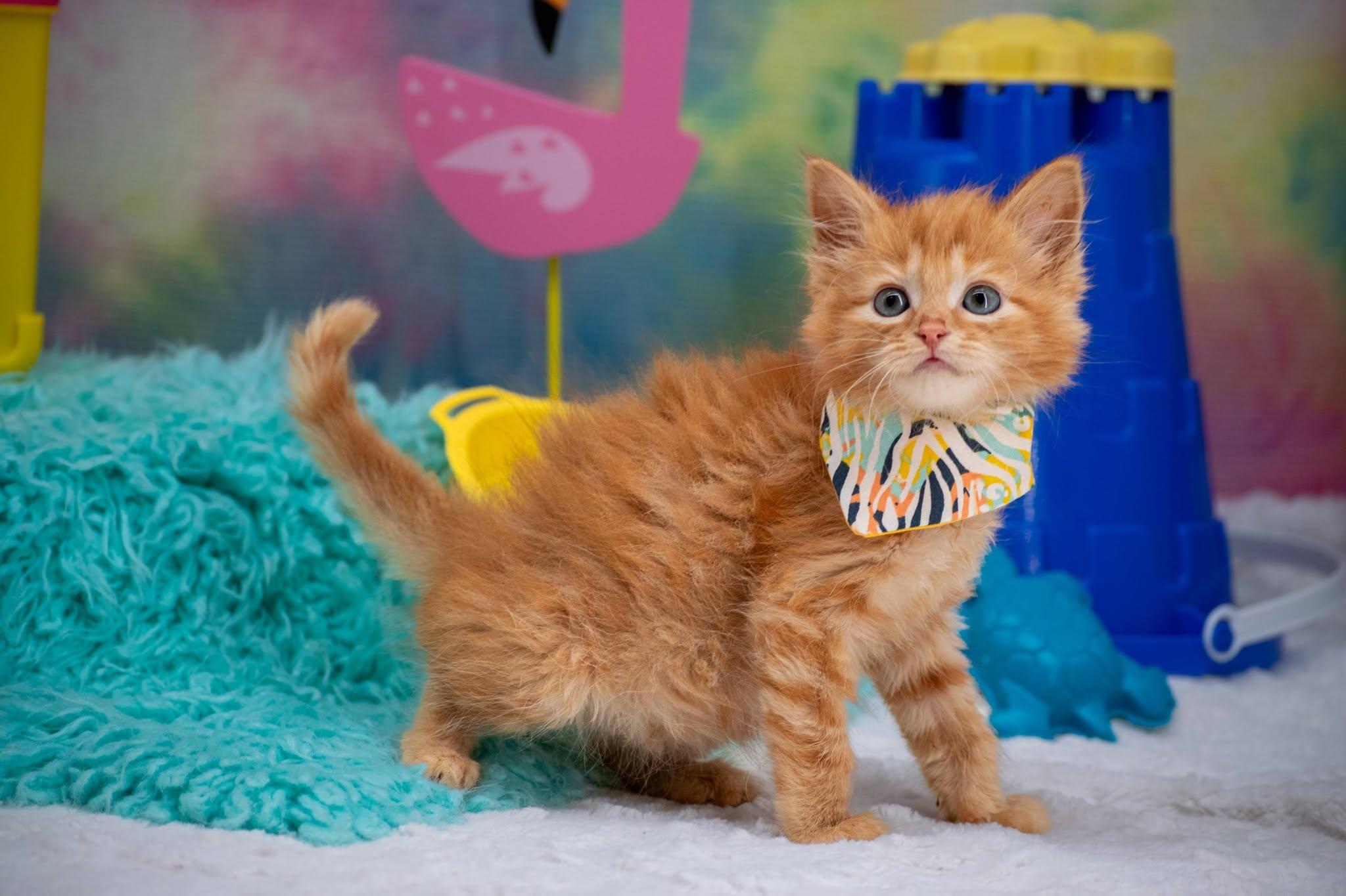 Malibu, an adopted Domestic Short Hair in Sevierville, TN image 3/4