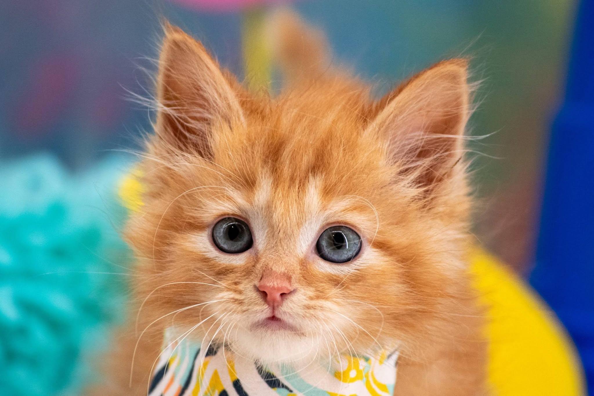 Malibu, an adopted Domestic Short Hair in Sevierville, TN image 4/4