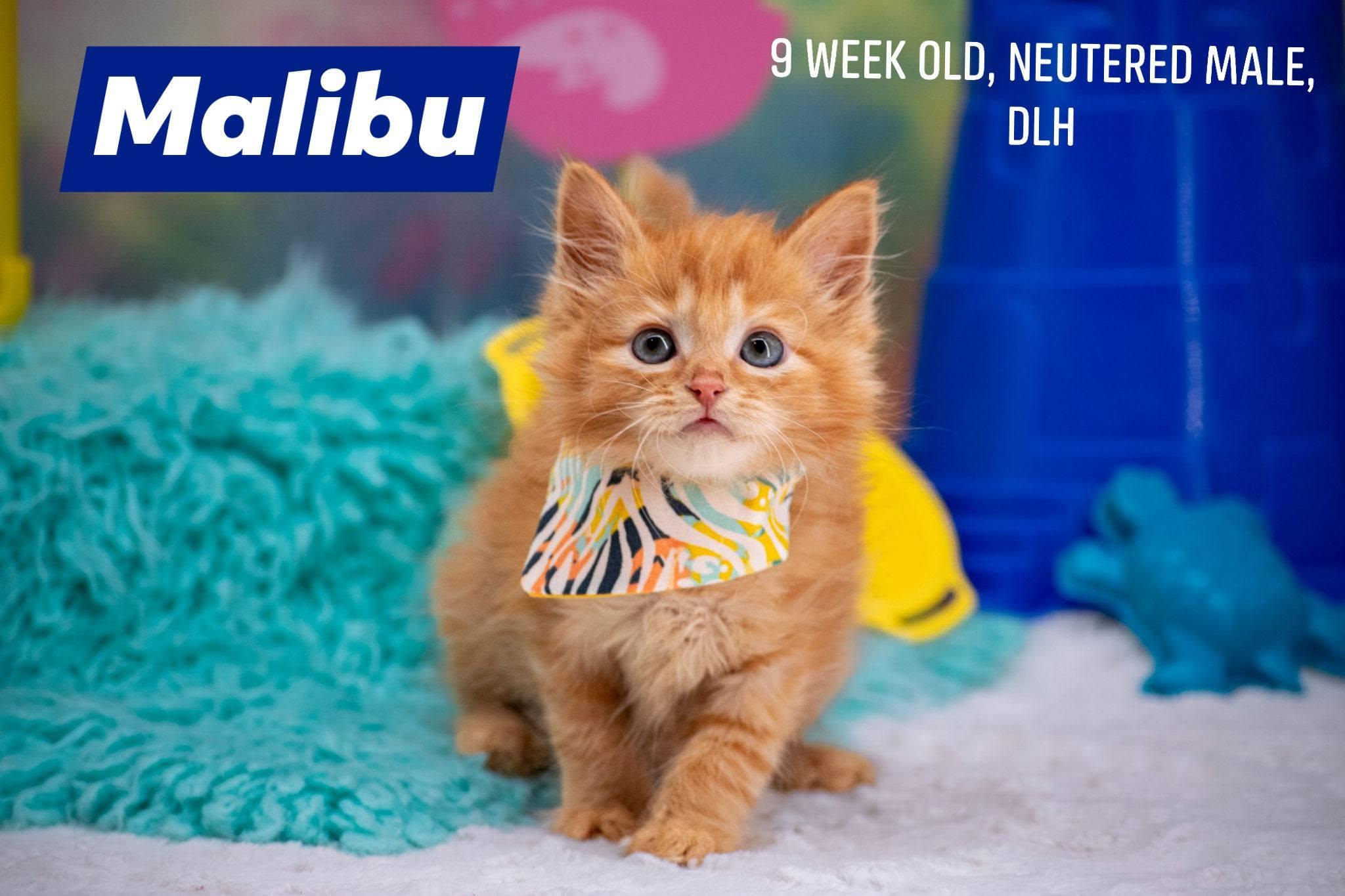 Malibu, an adopted Domestic Short Hair in Sevierville, TN image 1/4