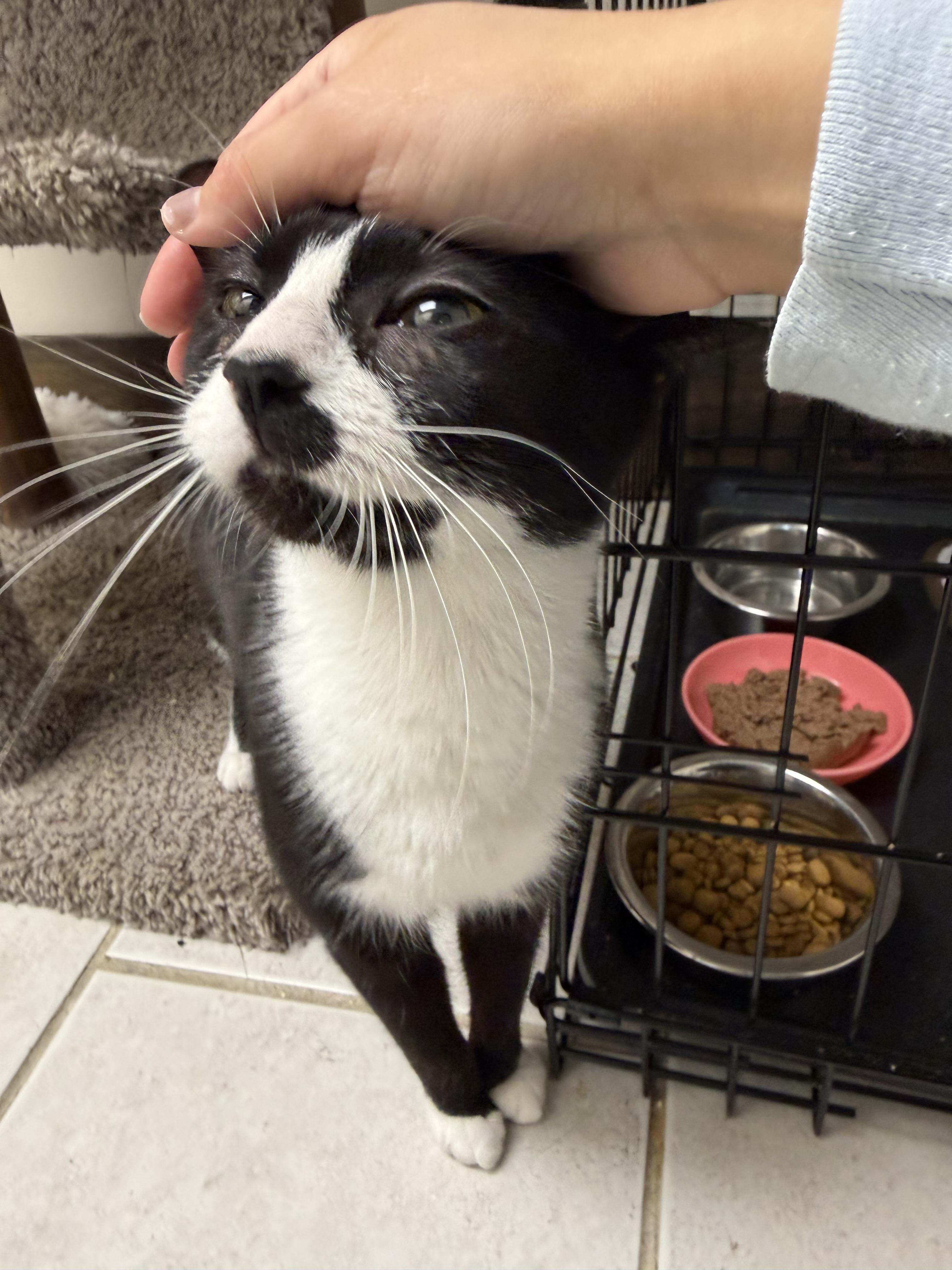 Enlarge Melvy, a ADOPTABLE Domestic Short Hair in Medford, MA image 2/2