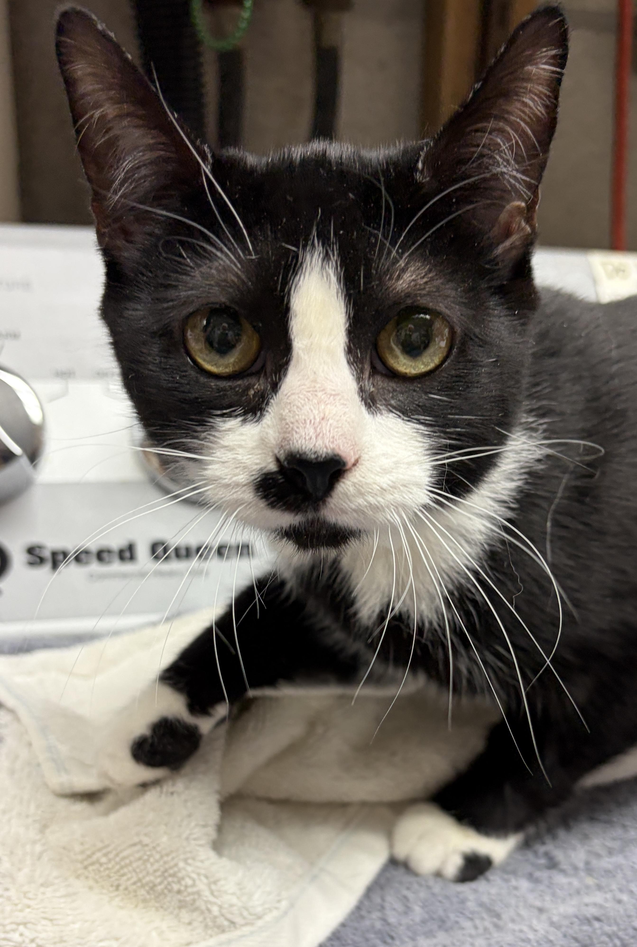 Enlarge Melvy, a ADOPTABLE Domestic Short Hair in Medford, MA image 1/2