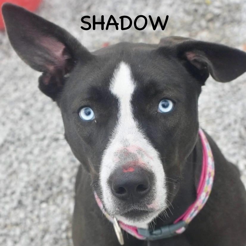 Enlarge SHADOW, a ADOPTABLE mixed breed in Bowling Green, OH image 1/5