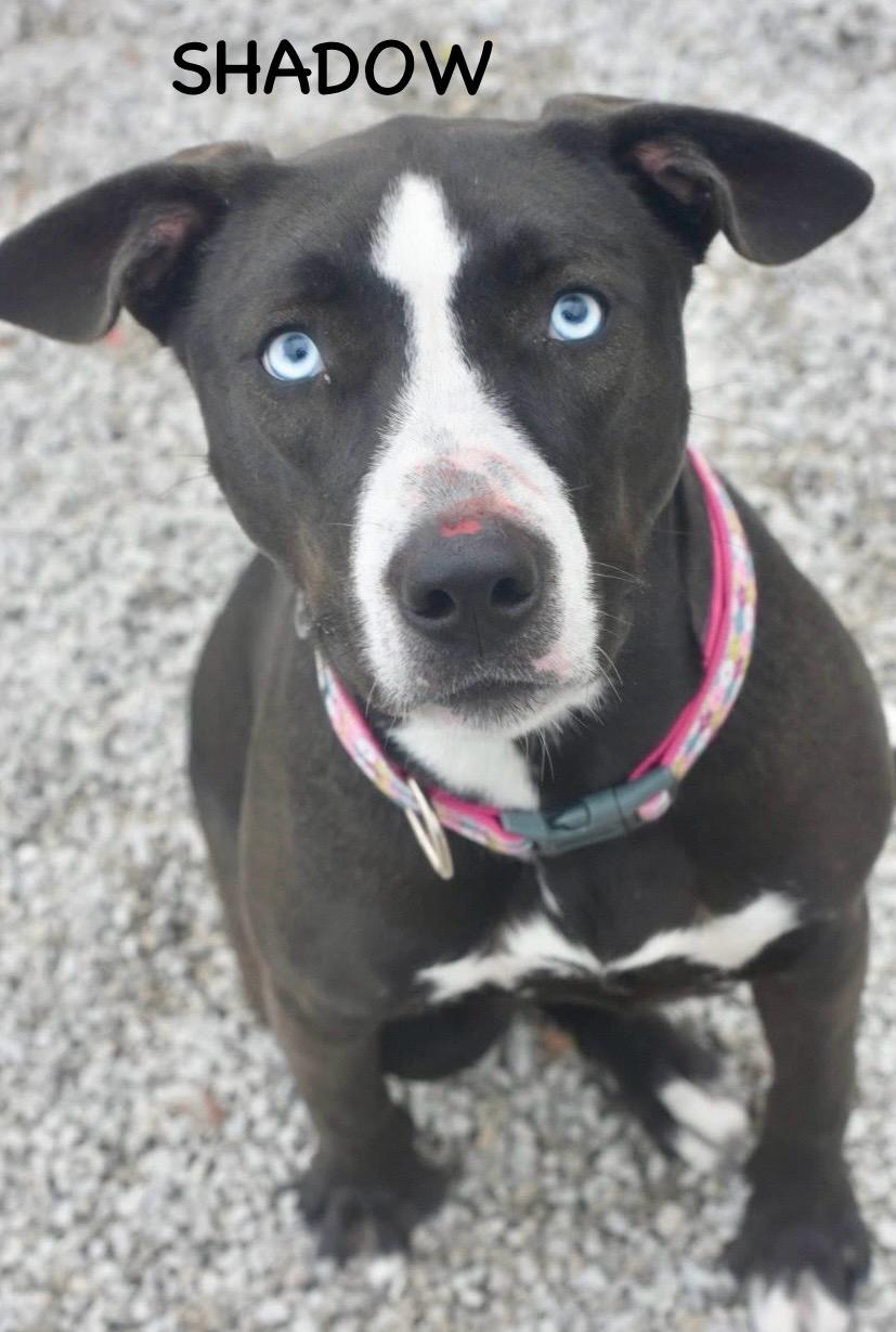 Enlarge SHADOW, a ADOPTABLE mixed breed in Bowling Green, OH image 2/5