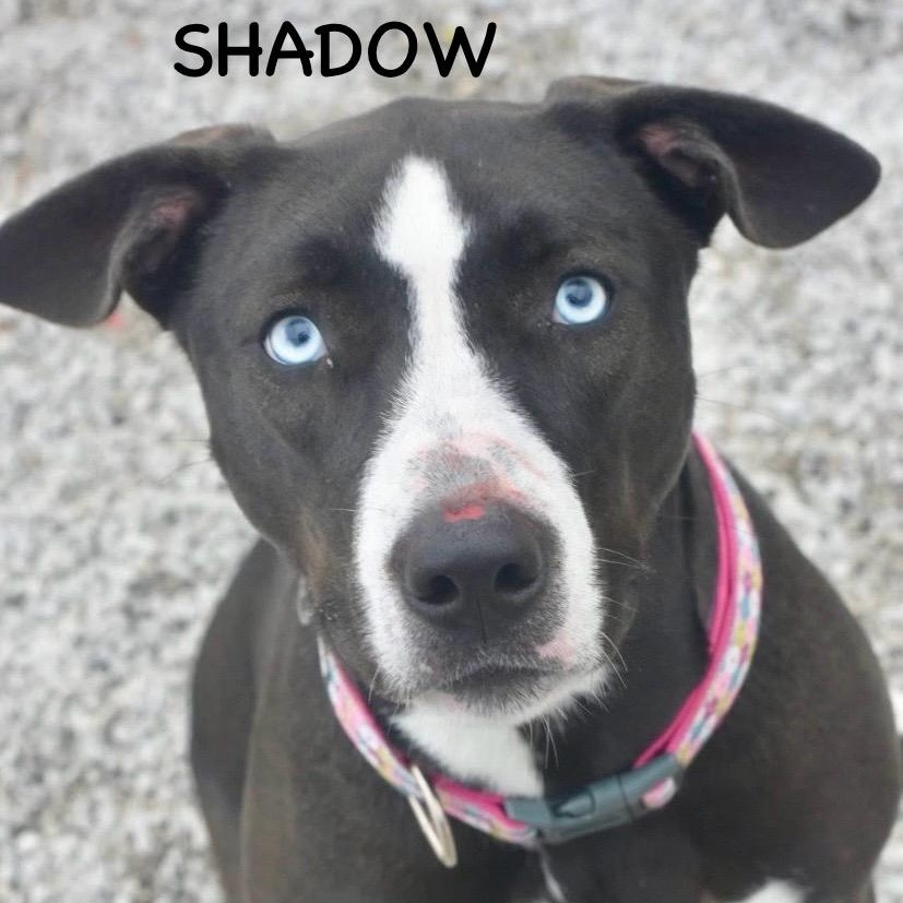 Enlarge SHADOW, a ADOPTABLE mixed breed in Bowling Green, OH image 3/5