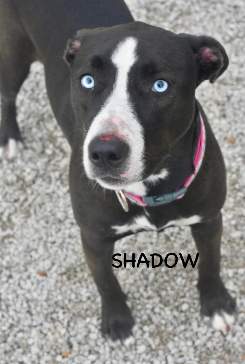 Enlarge SHADOW, a ADOPTABLE mixed breed in Bowling Green, OH image 4/5