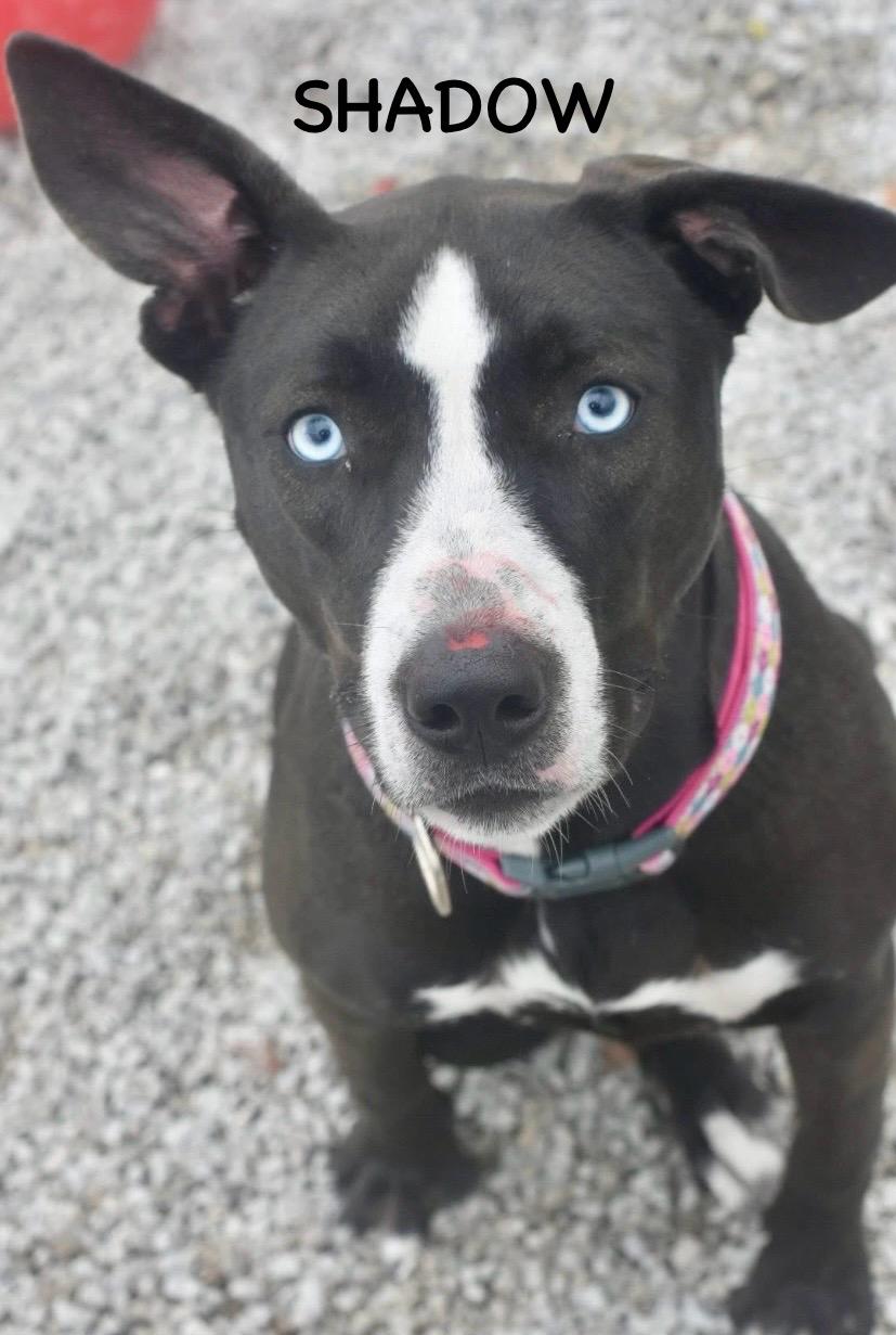 Enlarge SHADOW, a ADOPTABLE mixed breed in Bowling Green, OH image 5/5