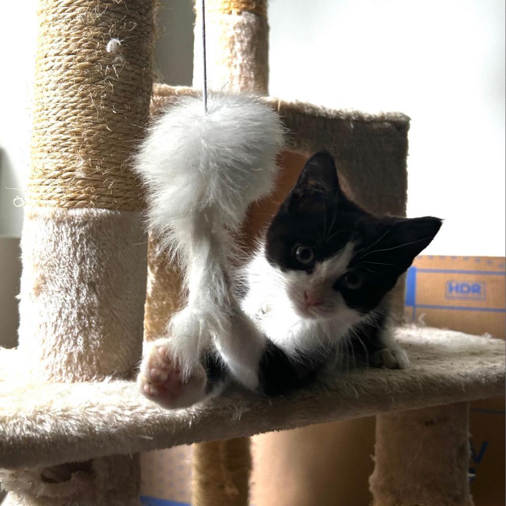 Blaze, Adoptable, Adult Male Domestic Medium Hair.