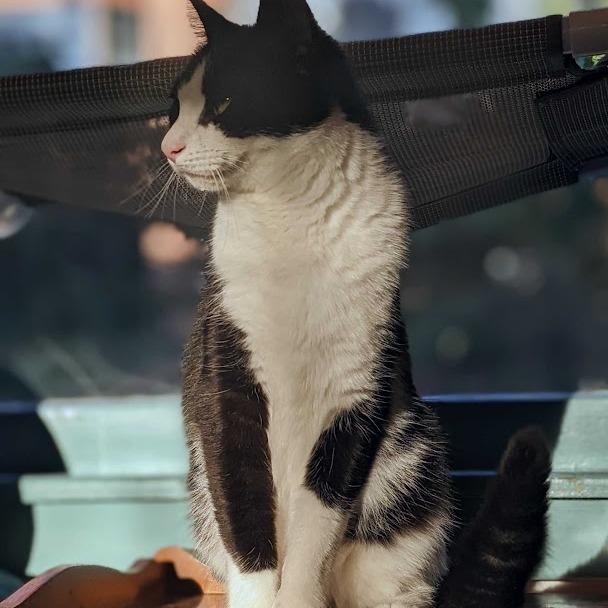 Enlarge Blaze, a Adoptable Domestic Medium Hair in Chantilly, VA image 2/2
