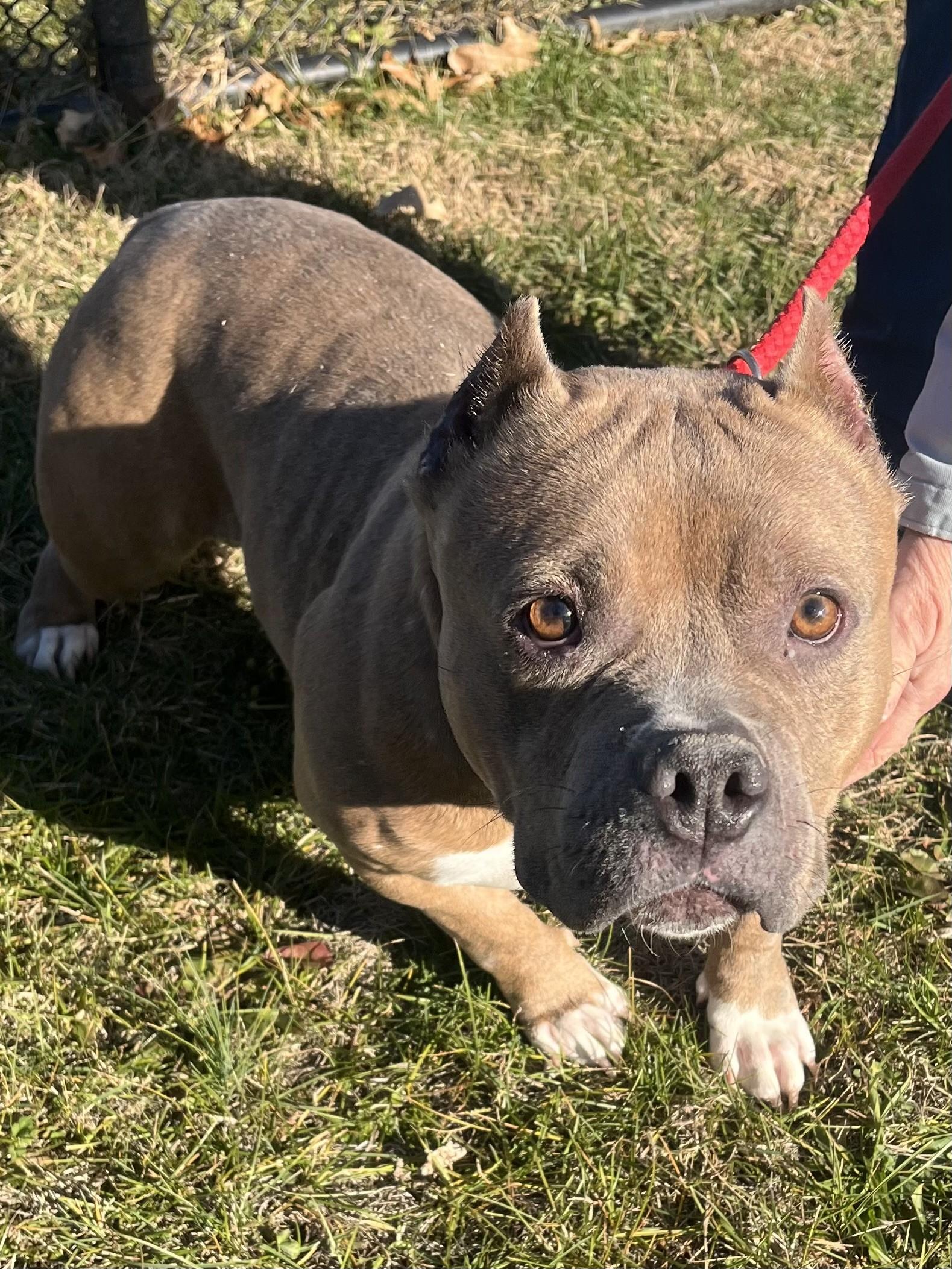 Cookie, adopted, Adult Female American Bully.