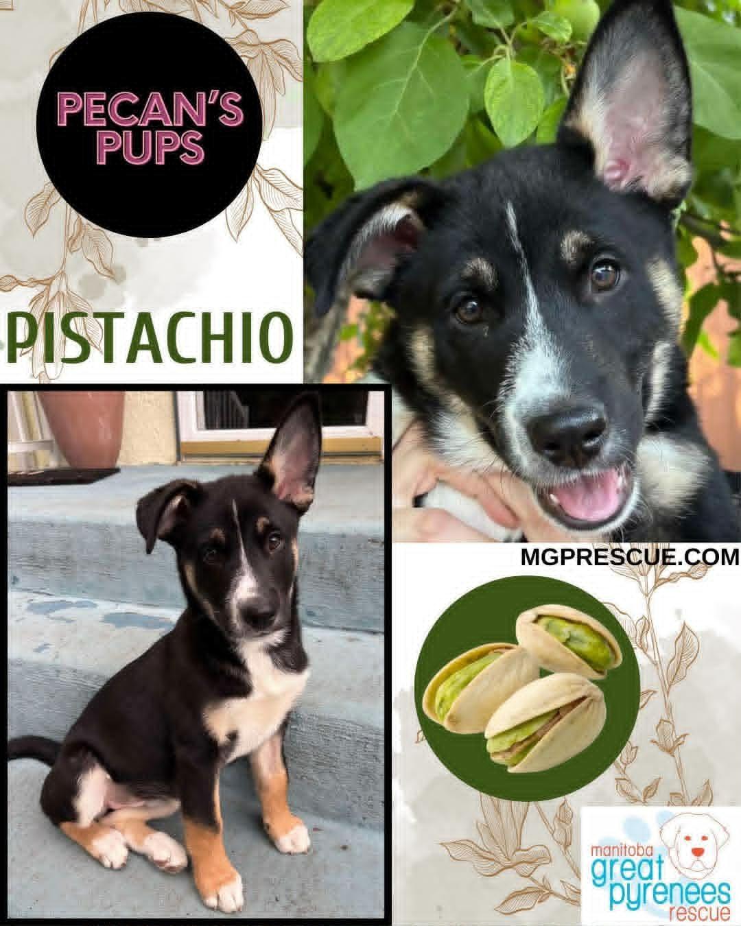 Enlarge Pistachio, a ADOPTABLE Husky in New Bothwell, MB image 1/2