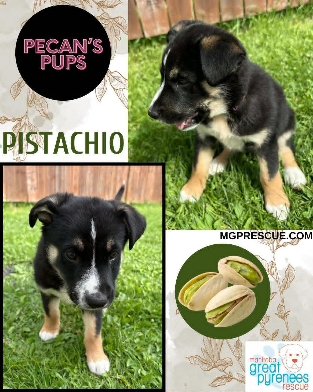 Enlarge Pistachio, a ADOPTABLE Husky in New Bothwell, MB image 2/2