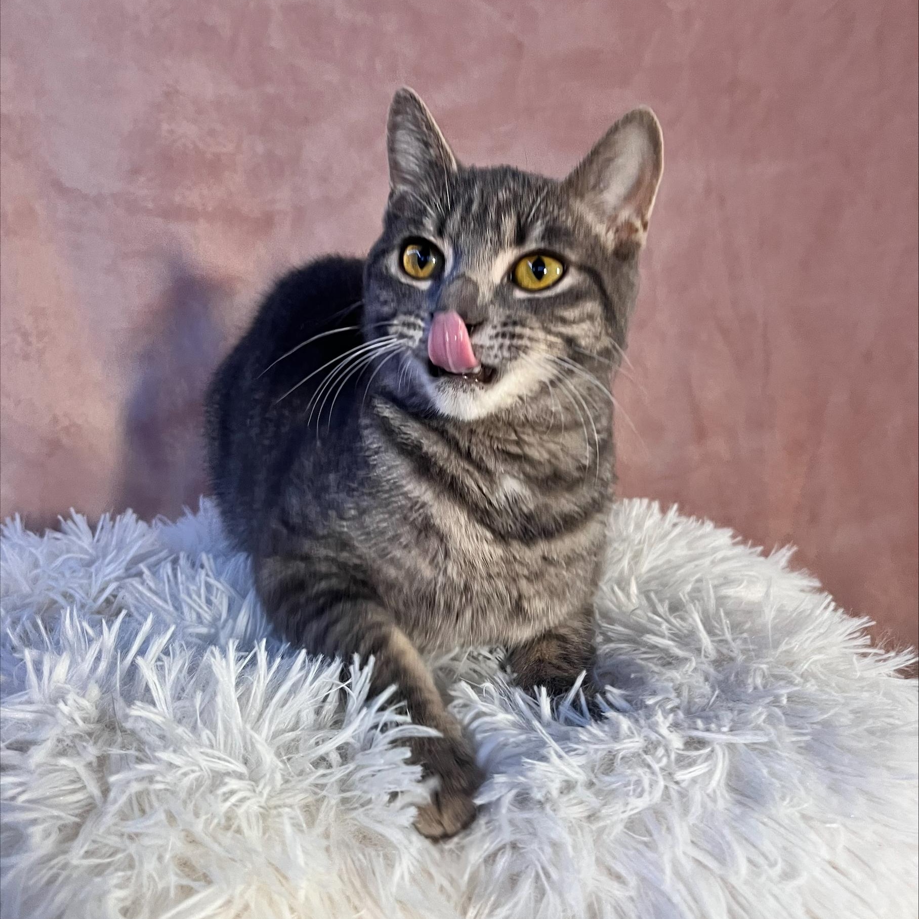 Wren, a Adopted Domestic Short Hair in St Catharines, ON image 1/4