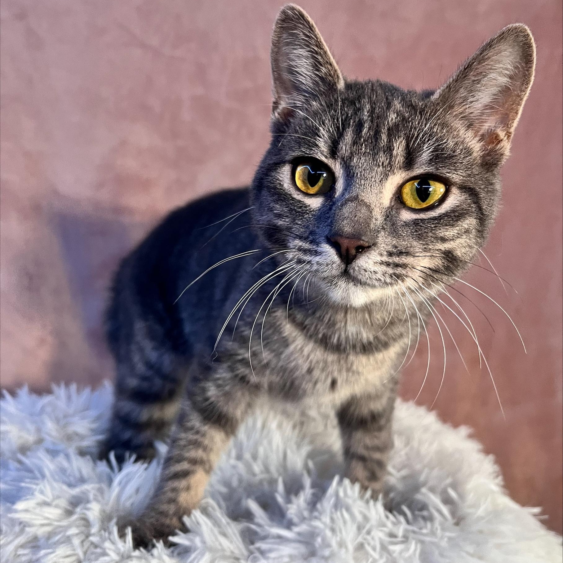 Wren, a Adopted Domestic Short Hair in St Catharines, ON image 2/4