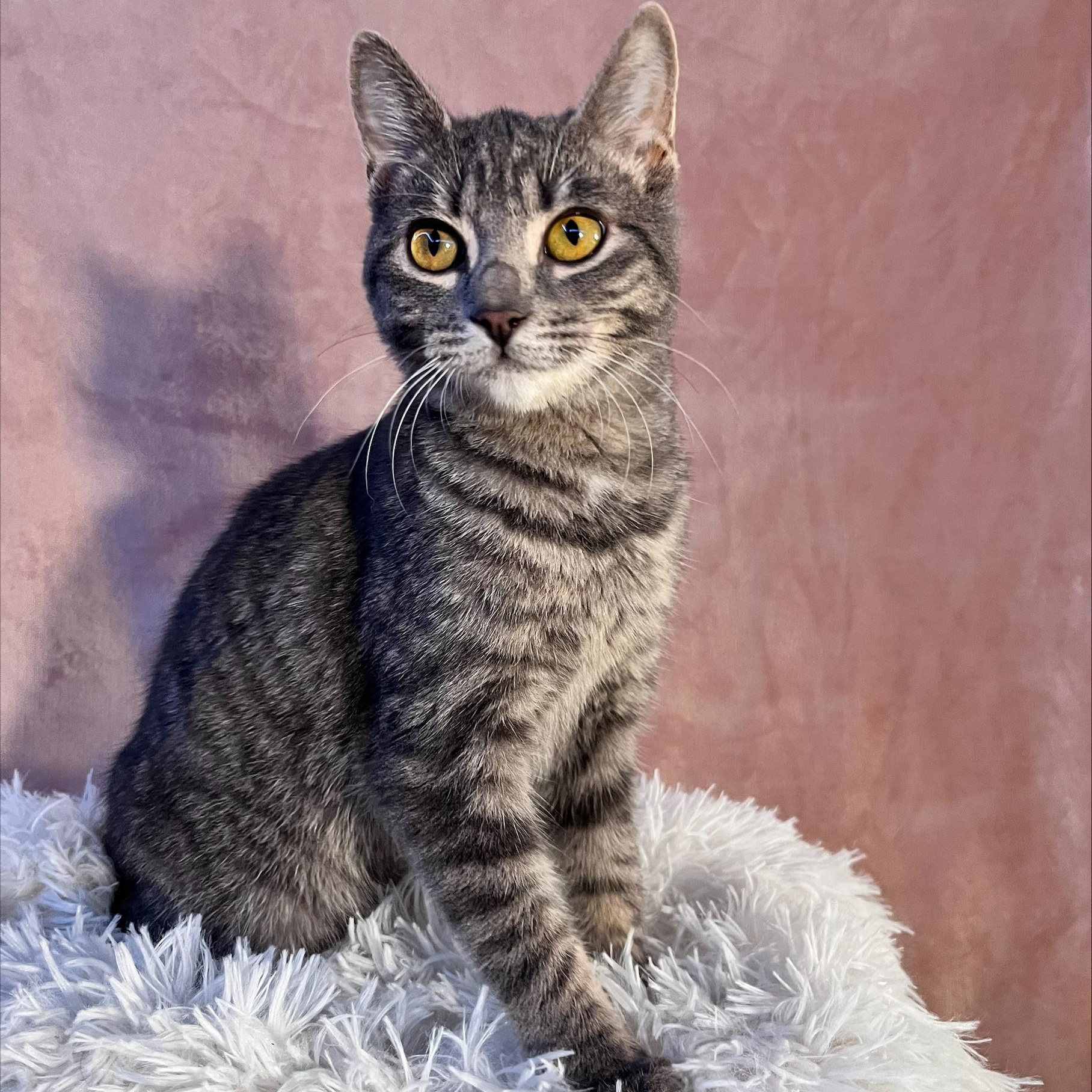 Wren, a Adopted Domestic Short Hair in St Catharines, ON image 3/4