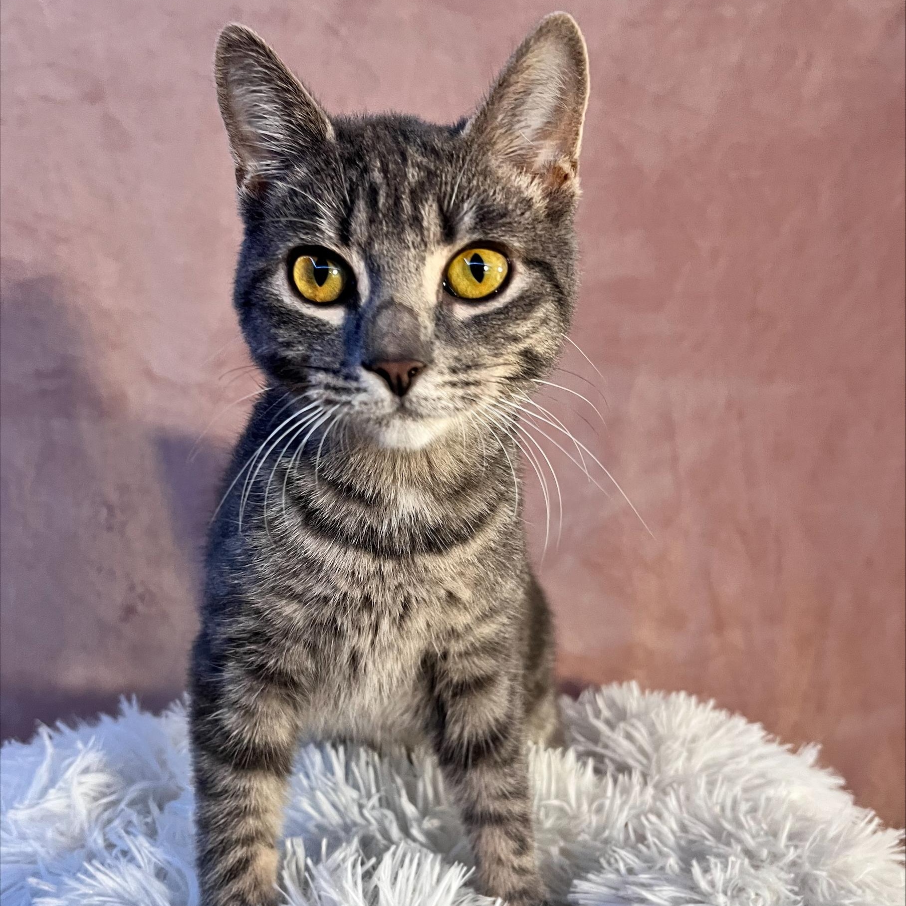 Wren, a Adopted Domestic Short Hair in St Catharines, ON image 4/4