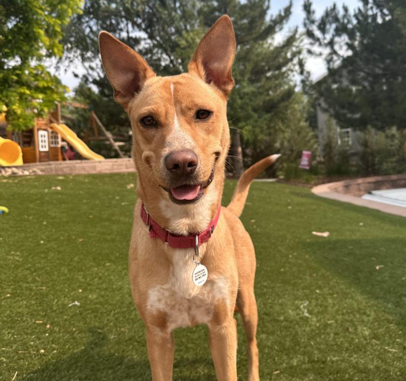 Princess Daisy, ADOPTABLE, Young Female Carolina Dog & Mixed Breed.