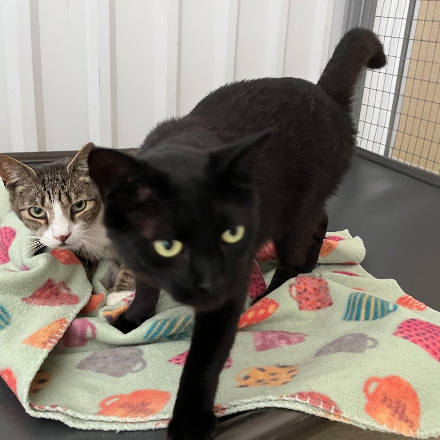 Enlarge Blackie, a Adoptable mixed breed in Clarksville, VA image 2/6