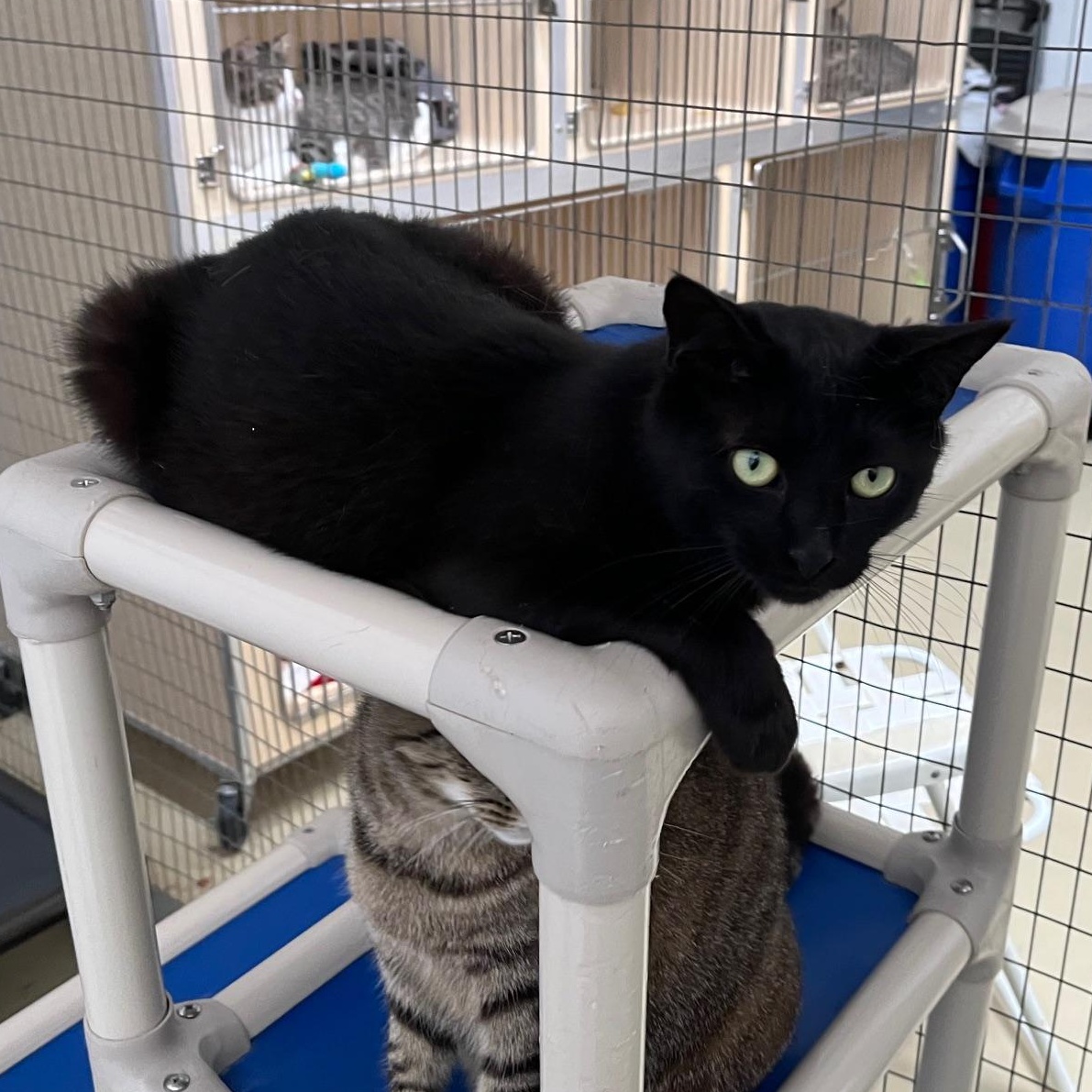 Enlarge Blackie, a Adoptable mixed breed in Clarksville, VA image 3/6