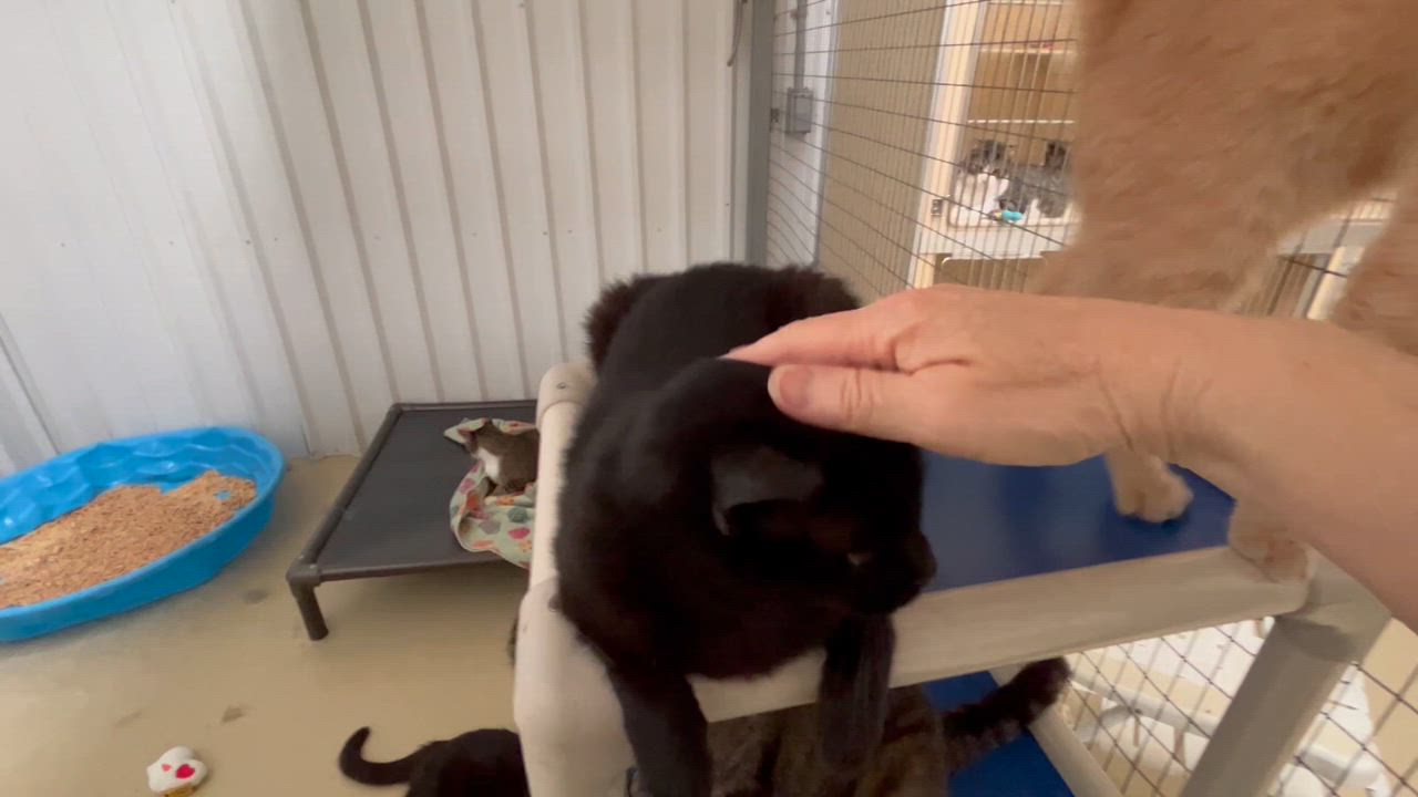 Enlarge Blackie, a Adoptable mixed breed in Clarksville, VA video 5/6