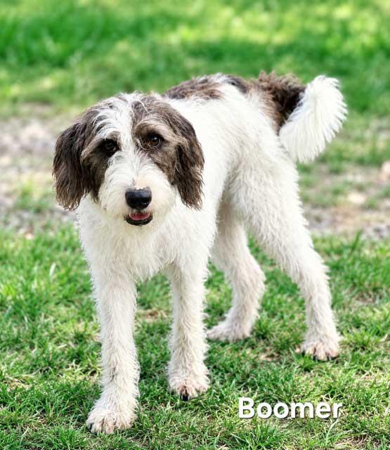Enlarge GINNY LYNN, a Adopted Standard Poodle in Franklin, TN image 3/3