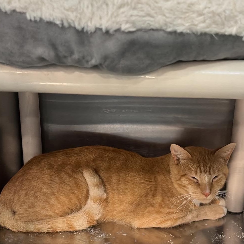 Carlo, Adopted, Young Male Domestic Short Hair.