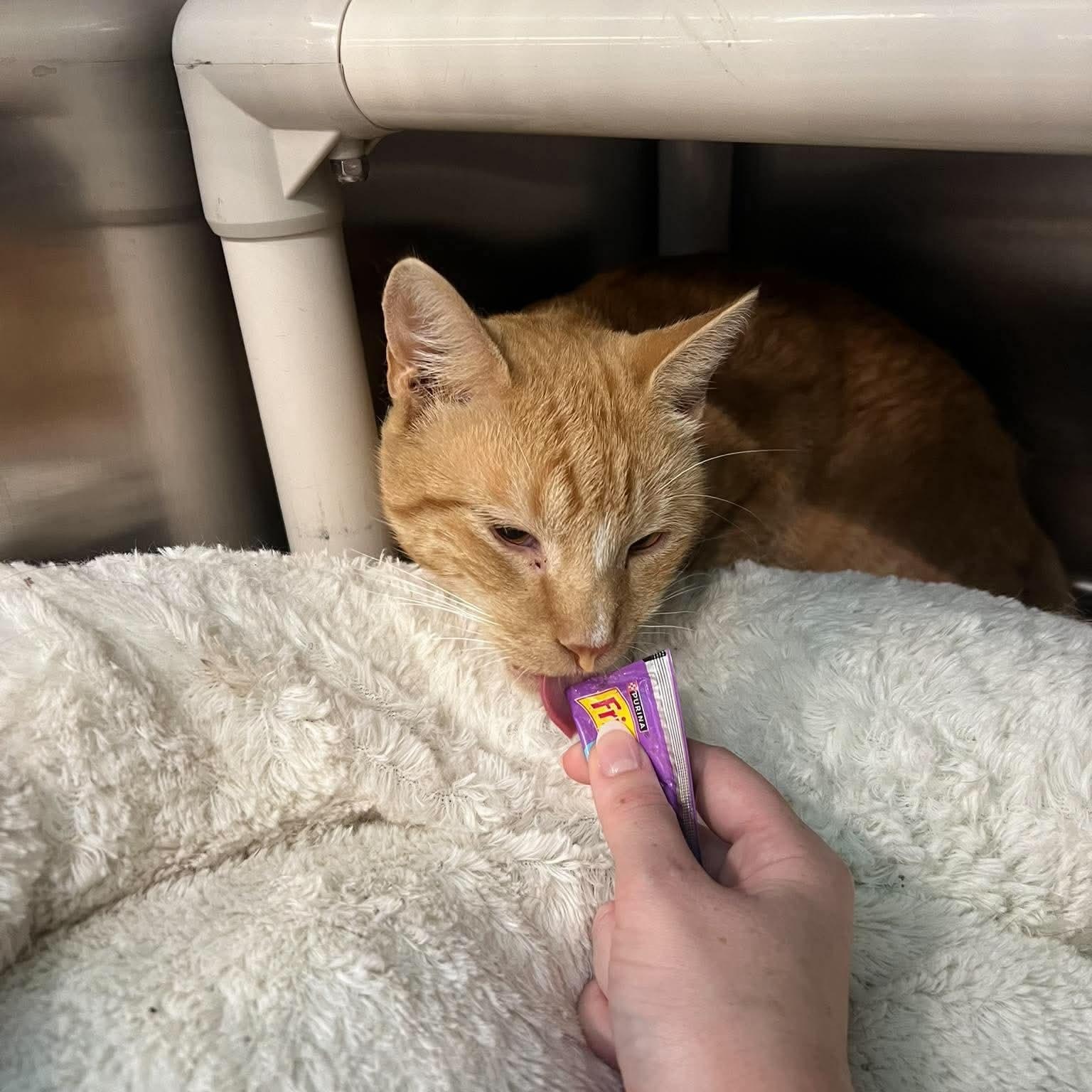 Enlarge Carlo, a Adopted Domestic Short Hair in Bellmawr, NJ image 2/3
