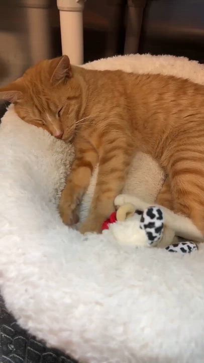 Enlarge Carlo, a Adopted Domestic Short Hair in Bellmawr, NJ video 3/3
