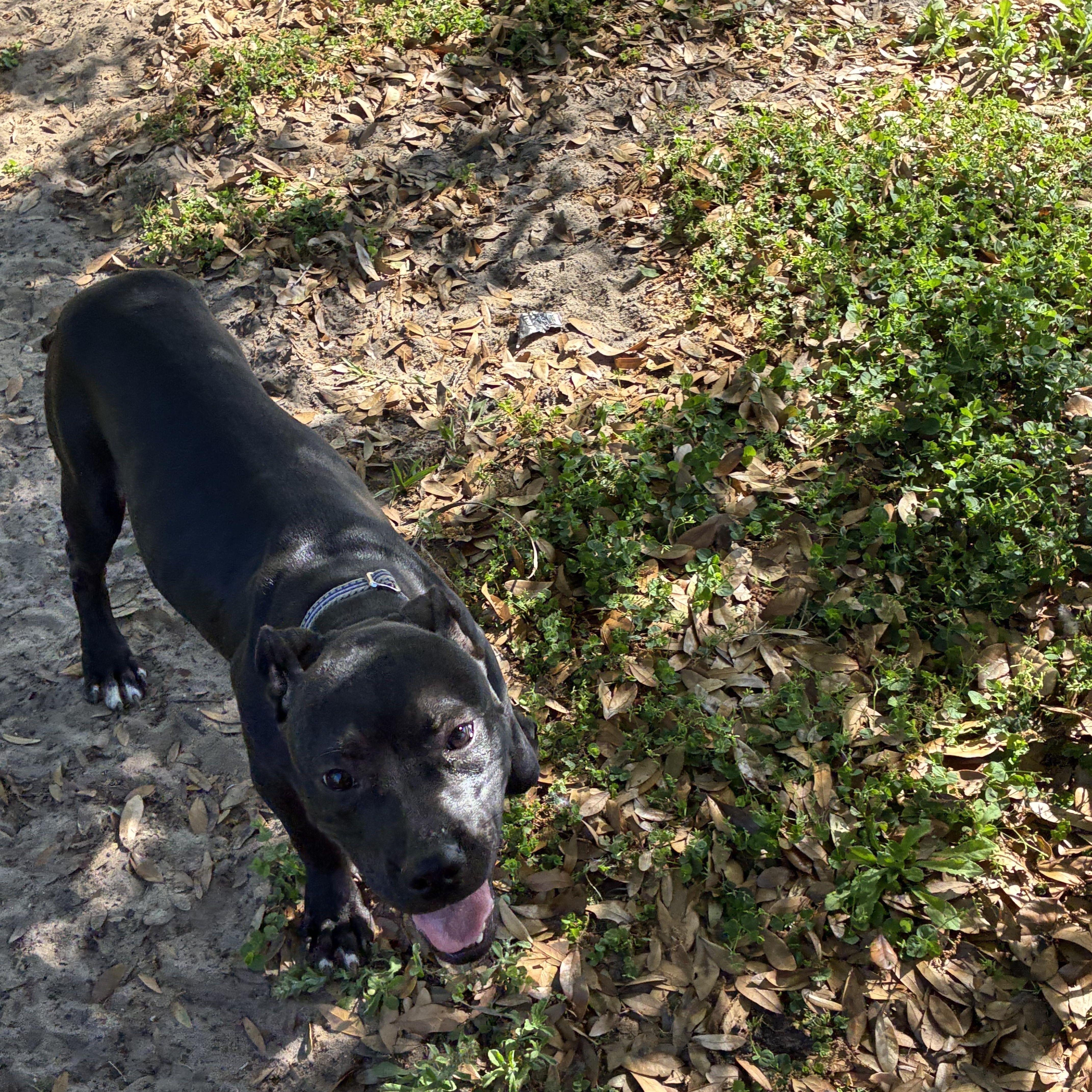 Andy, Adoptable, Young Male Mixed Breed.