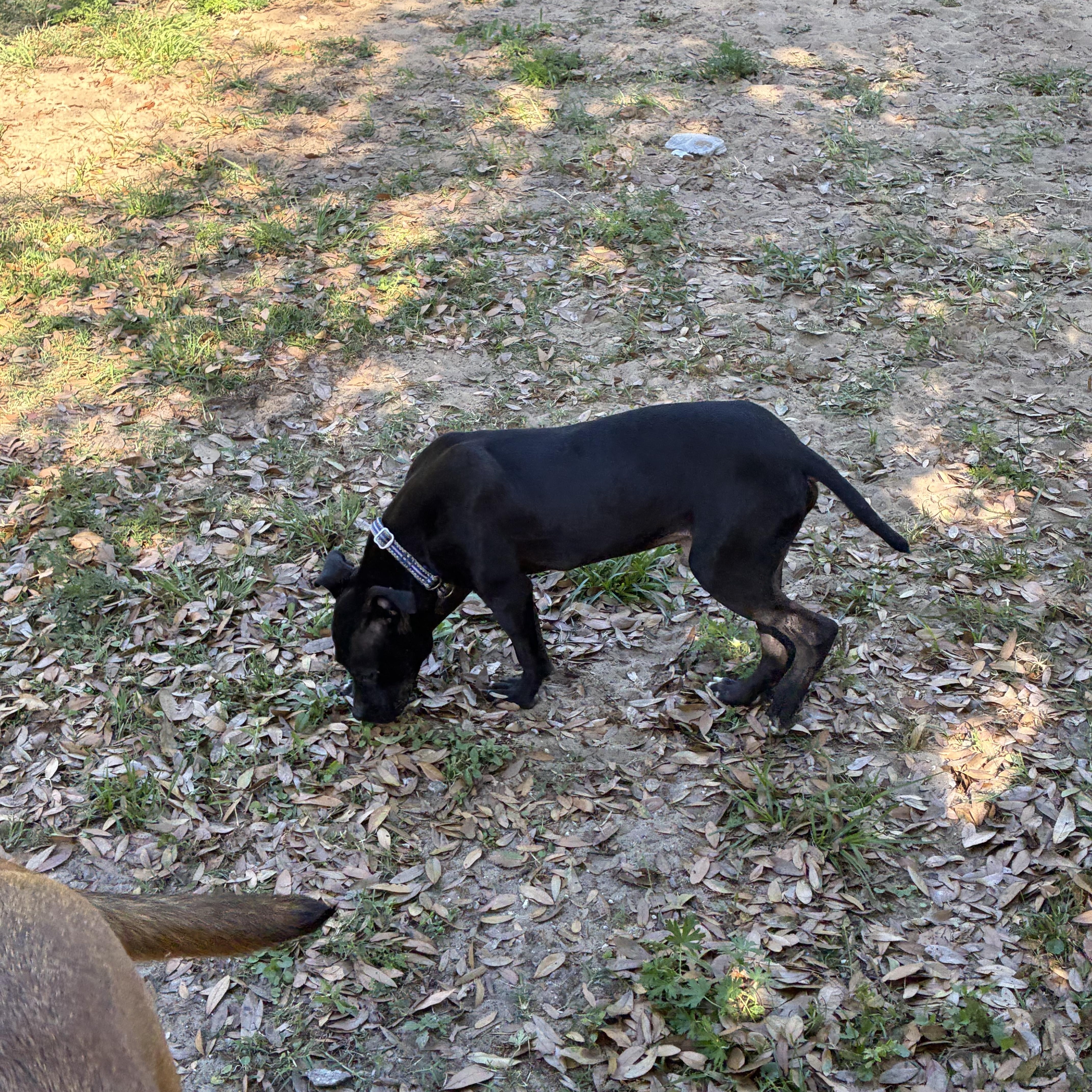 Enlarge Andy, a Adoptable Mixed Breed in Haines city, FL image 4/4