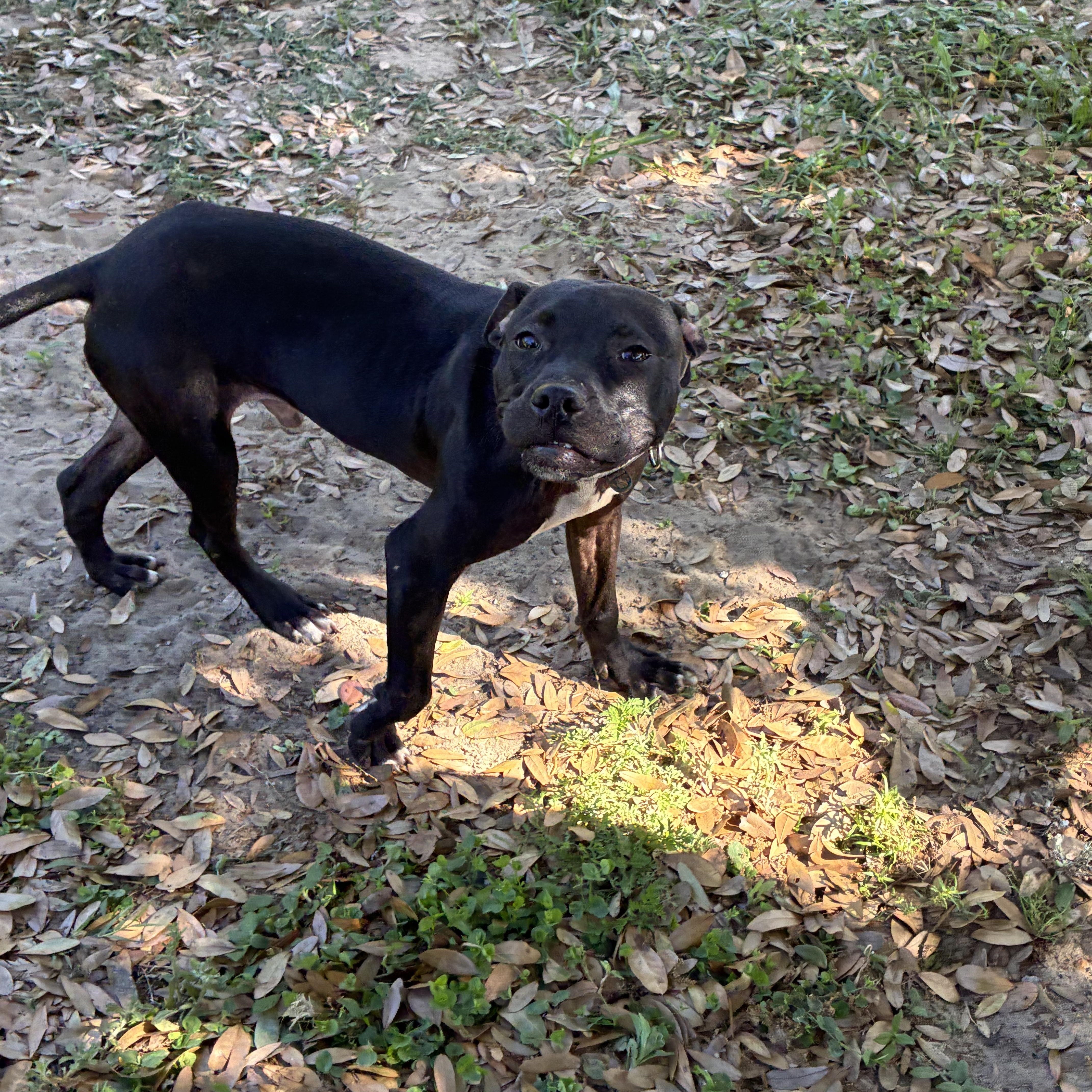 Enlarge Andy, a Adoptable Mixed Breed in Haines city, FL image 2/4