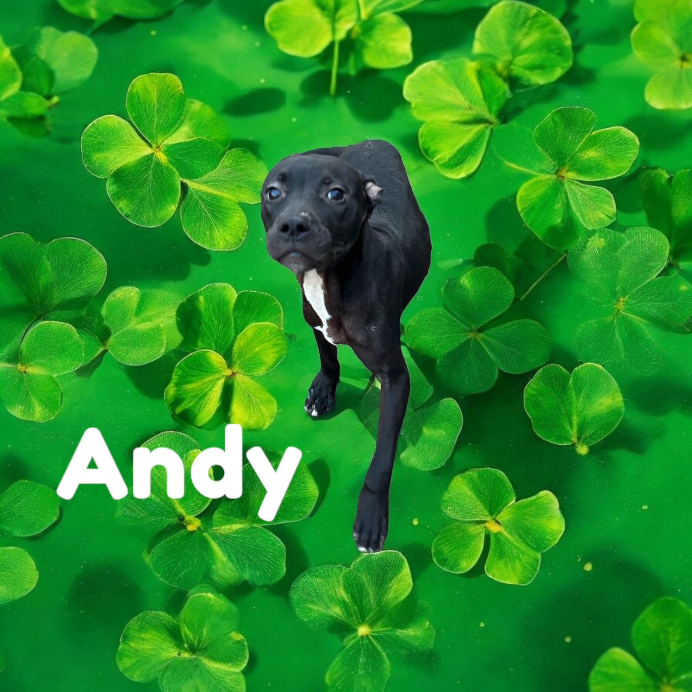 Enlarge Andy, a Adoptable Mixed Breed in Haines city, FL image 1/4