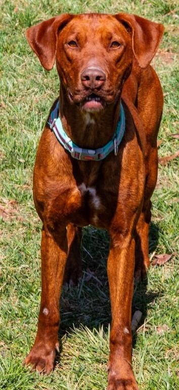Willow, Adoptable, Adult Female Doberman Pinscher.