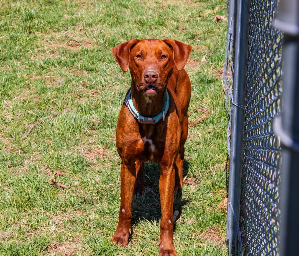 Willow, Adoptable, Adult Female Mixed Breed.