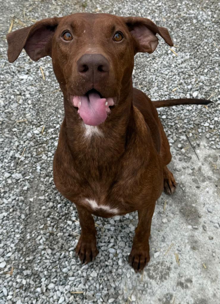 Enlarge Willow, a Adoptable Doberman Pinscher in Greencastle, IN image 2/5