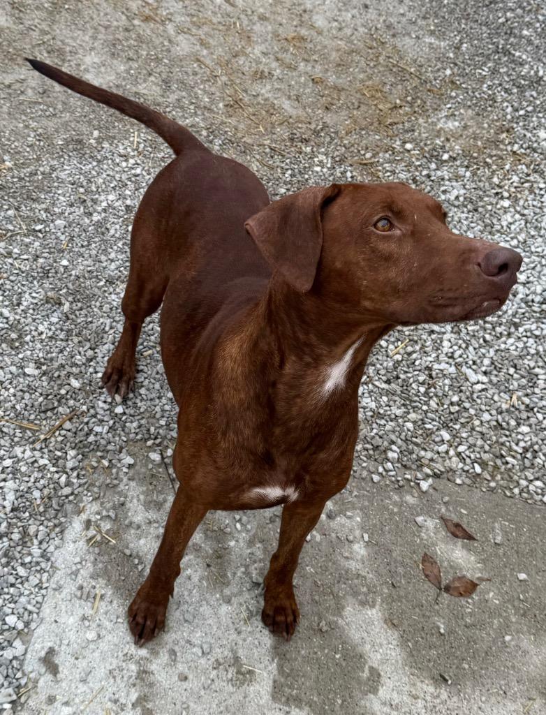 Enlarge Willow, a Adoptable Doberman Pinscher in Greencastle, IN image 4/5