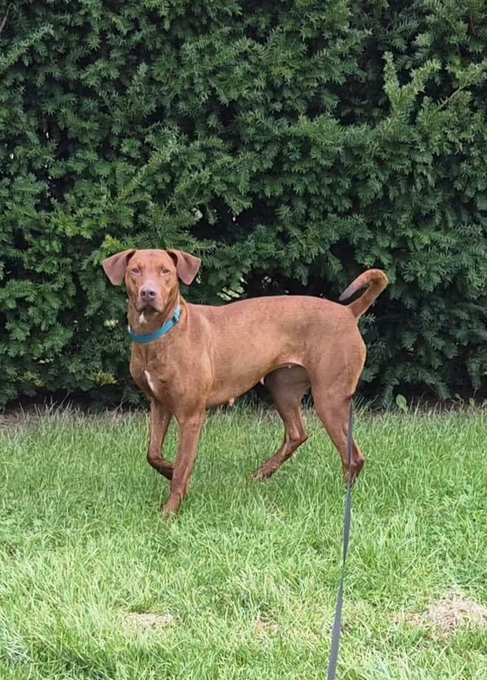 Enlarge Willow, a Adoptable mixed breed in Greencastle, IN image 6/6