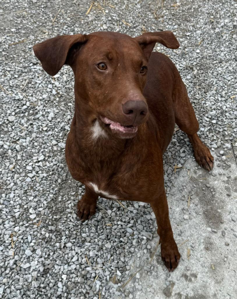 Enlarge Willow, a Adoptable Doberman Pinscher in Greencastle, IN image 5/5