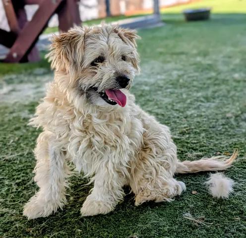 KC26-69, adopted, Young Male Maltipoo.