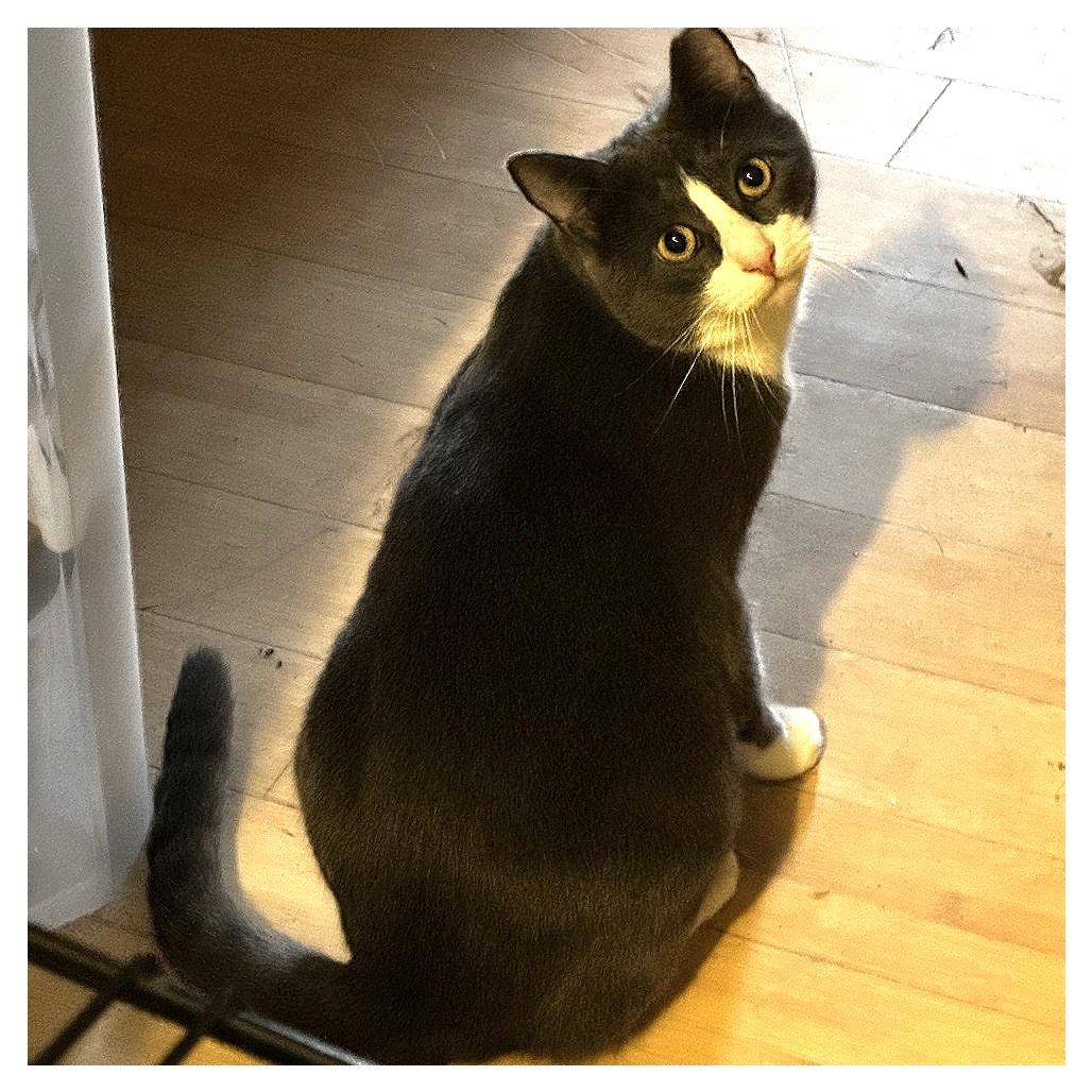 Dillon, Adoptable, Adult Male Domestic Short Hair.