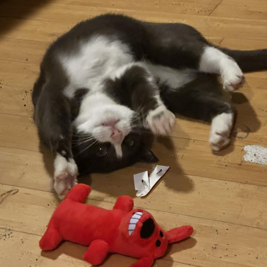 Dillon, a Adoptable Domestic Short Hair in Charlottesville, VA image 2/6