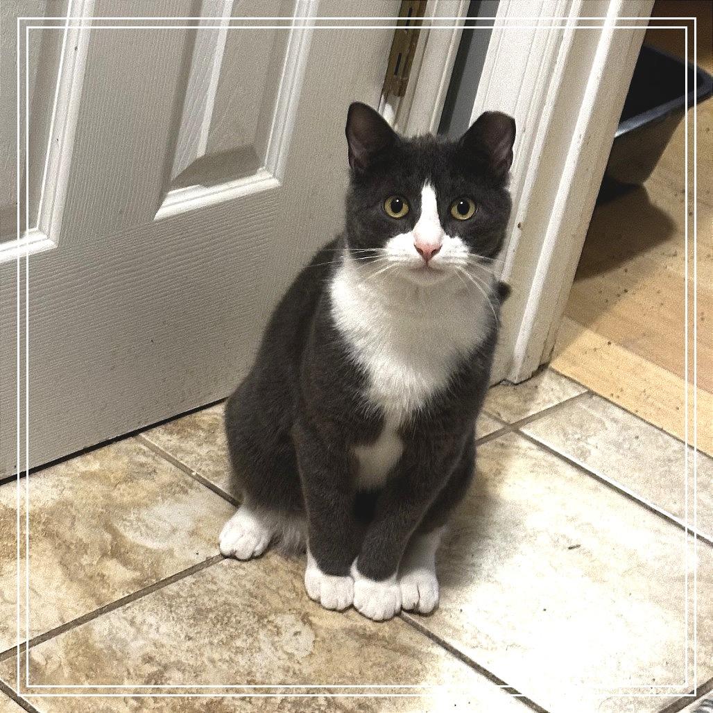 Dillon, a Adoptable Domestic Short Hair in Charlottesville, VA image 3/6
