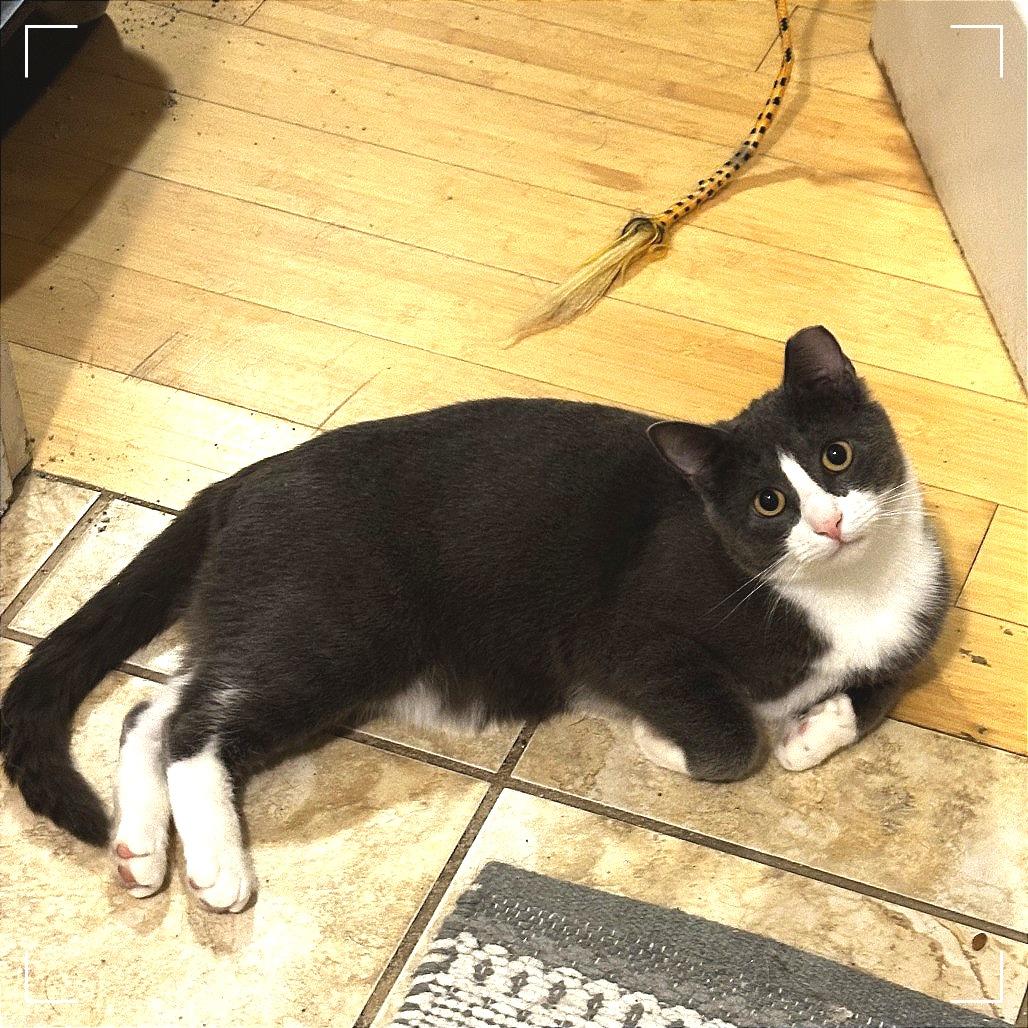 Dillon, a Adoptable Domestic Short Hair in Charlottesville, VA image 4/6