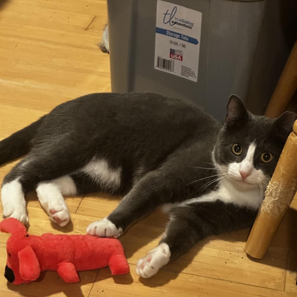 Dillon, a Adoptable Domestic Short Hair in Charlottesville, VA image 5/6