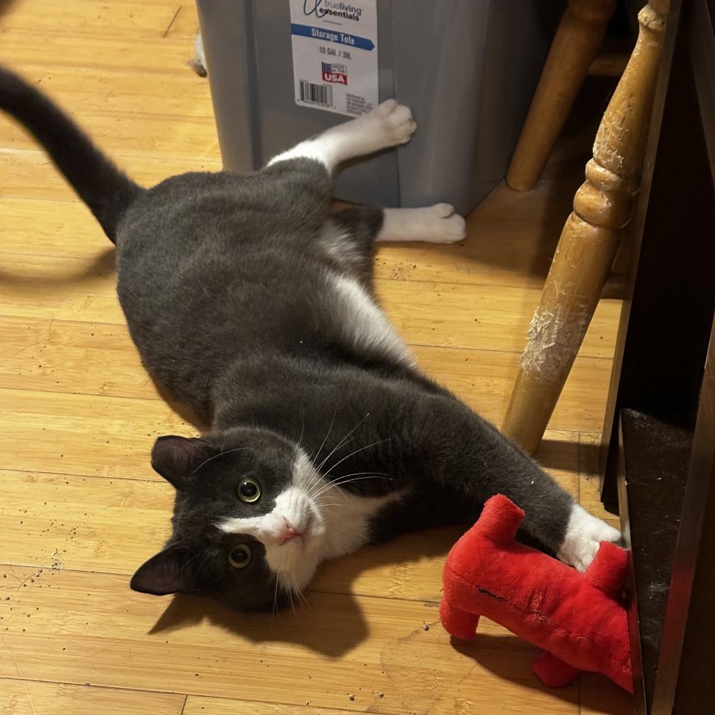 Dillon, a Adoptable Domestic Short Hair in Charlottesville, VA image 6/6