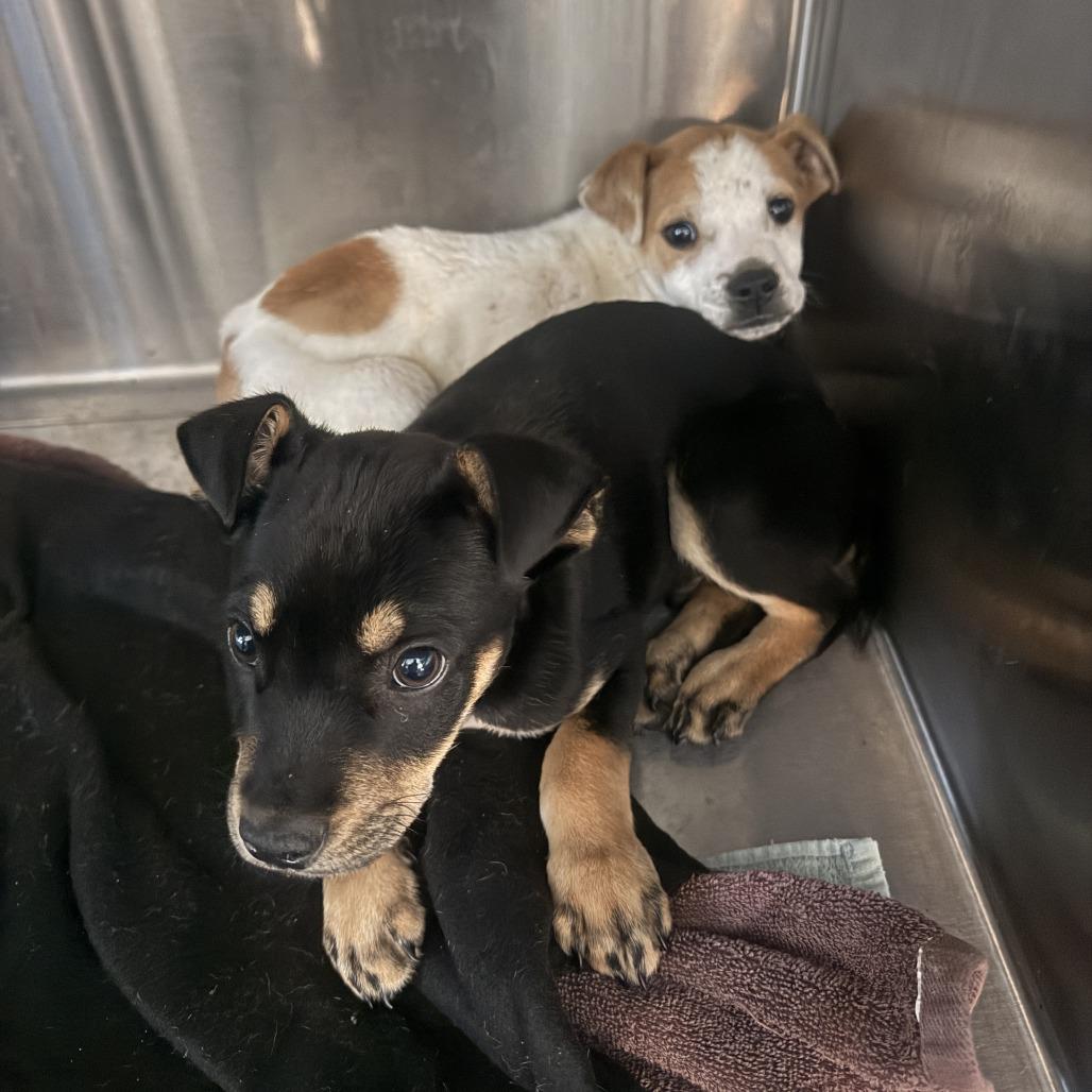 Crux — thumbnail 2