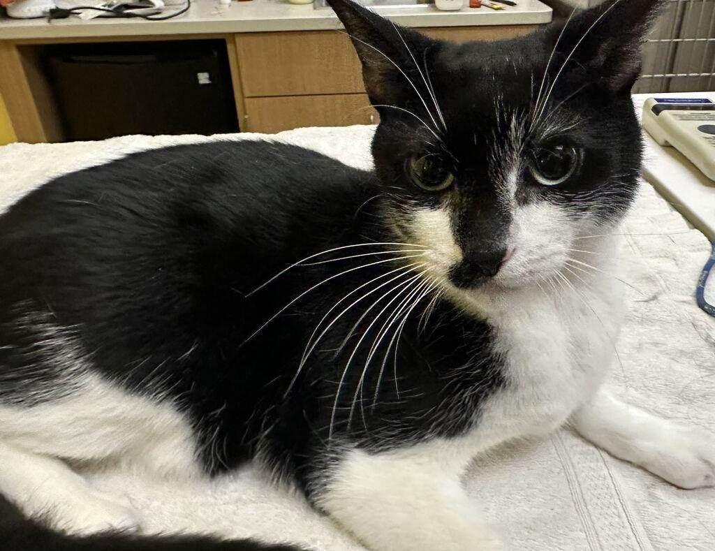 Enlarge MAKO, a Adoptable Domestic Short Hair in Raleigh, NC image 1/2