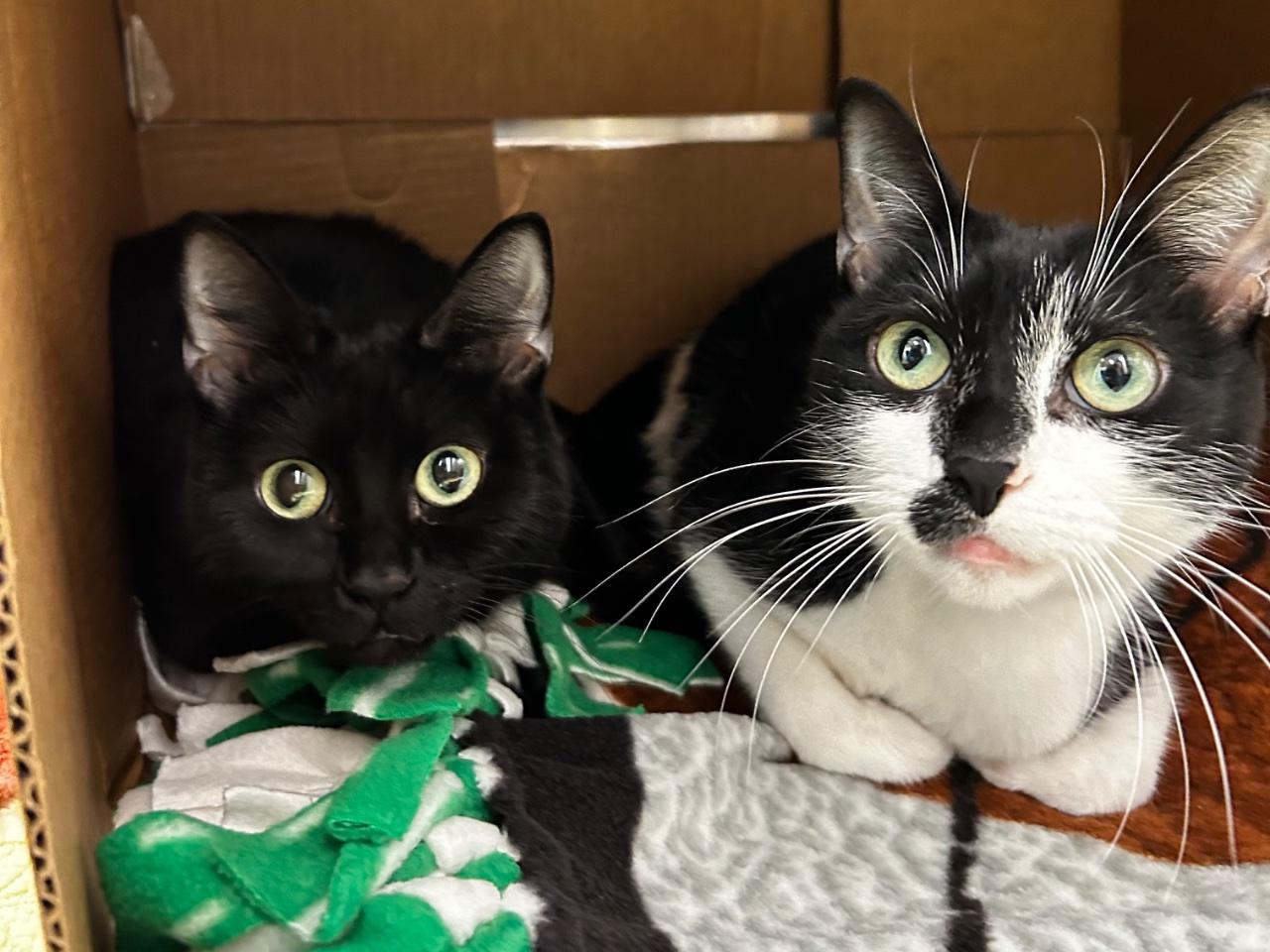 Enlarge MAKO, a Adoptable Domestic Short Hair in Raleigh, NC image 2/2