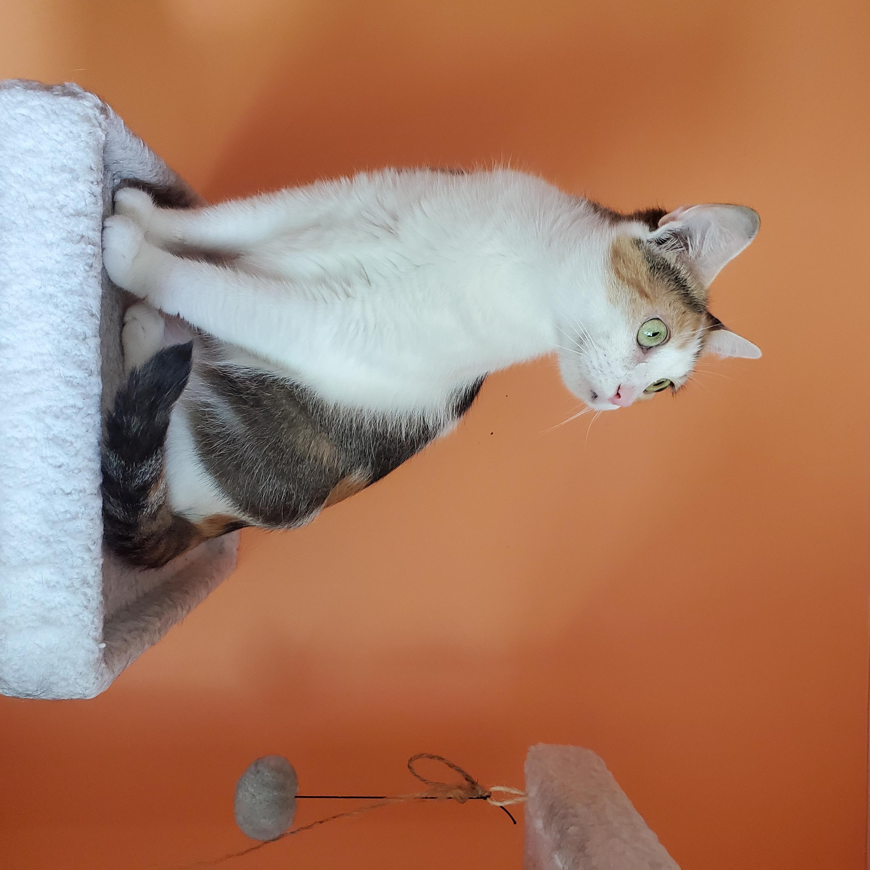Enlarge Olivia and Penny, a ADOPTABLE mixed breed in Medford, MA image 2/5