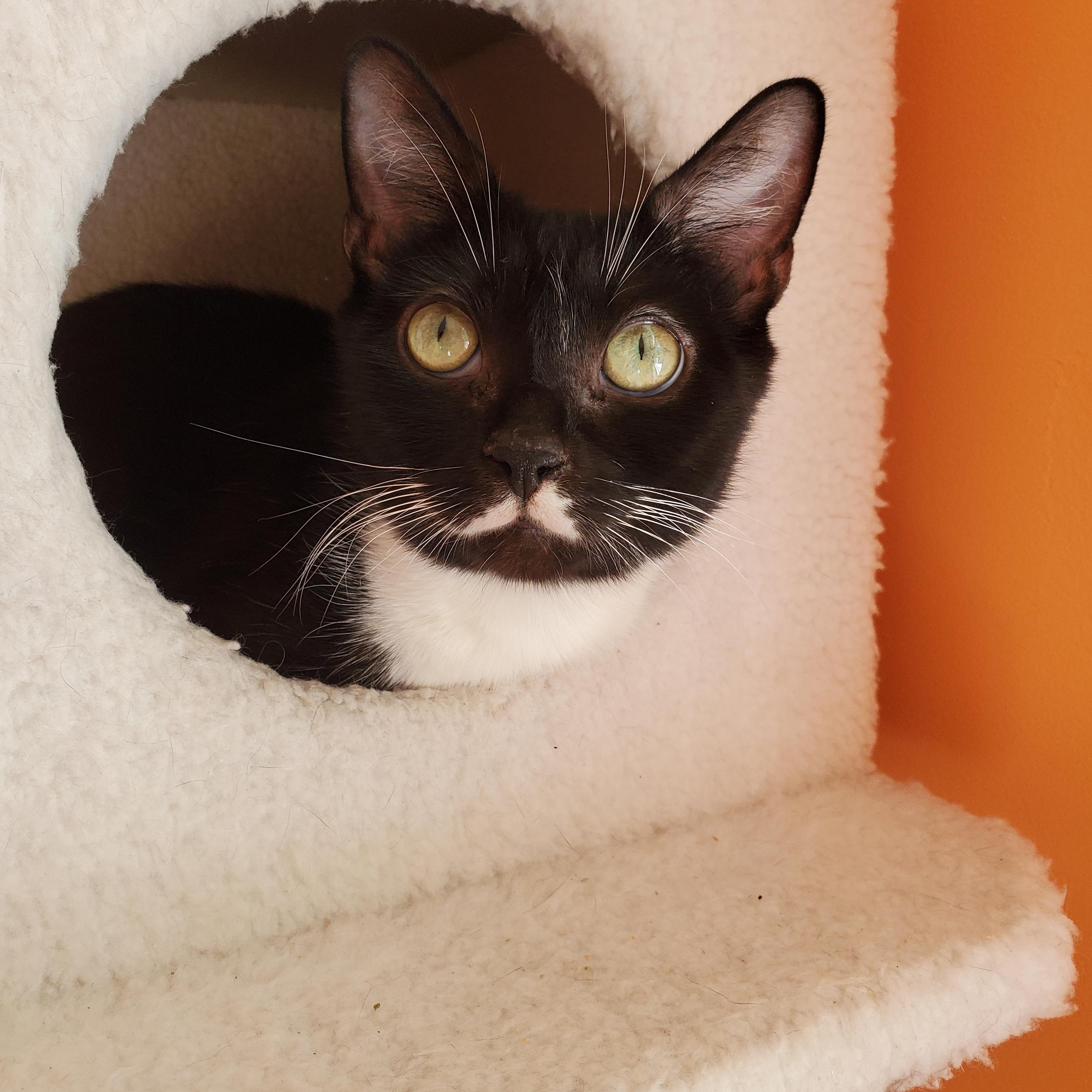 Enlarge Olivia and Penny, a ADOPTABLE mixed breed in Medford, MA image 3/5
