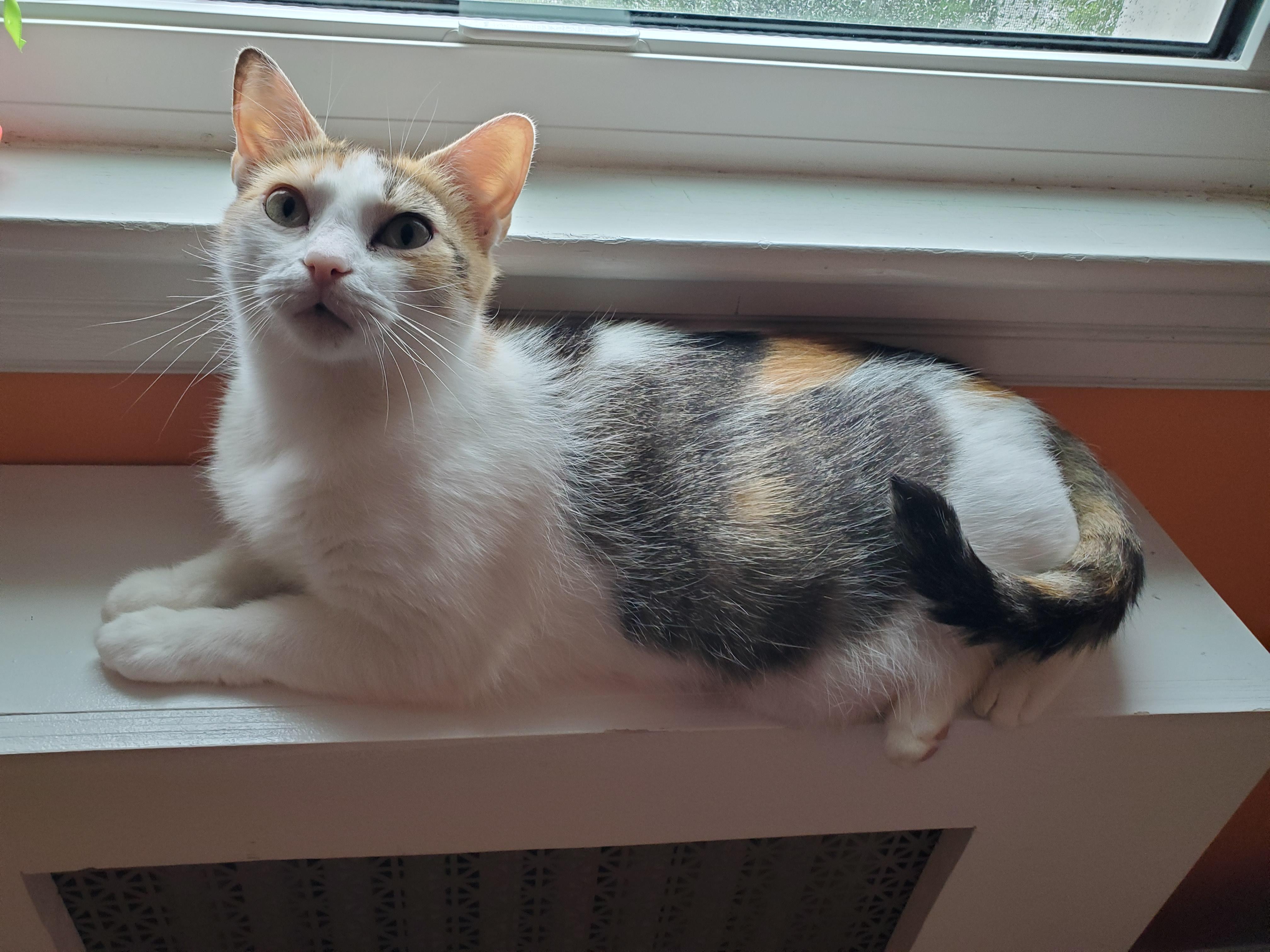 Enlarge Olivia and Penny, a ADOPTABLE mixed breed in Medford, MA image 4/5